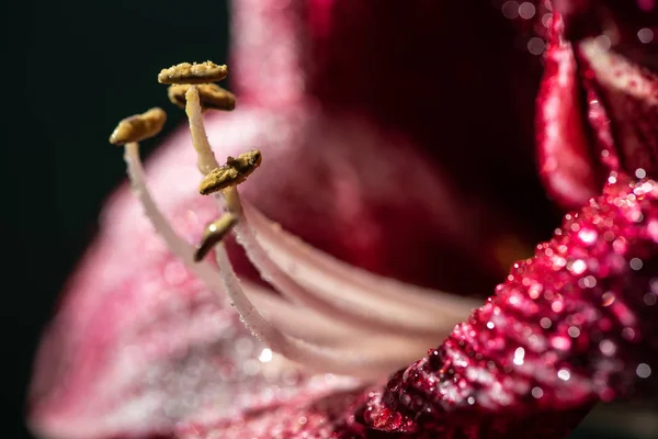 Nahaufnahme der roten Lilienblüte mit Wassertropfen isoliert auf schwarz — Stockfoto