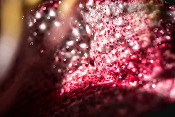 Close up view of red lily flower with water drops — Stock Photo