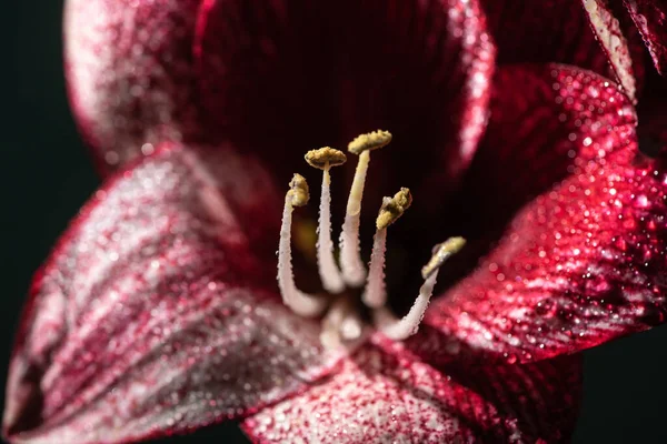 Nahaufnahme der roten Lilienblüte mit Wassertropfen isoliert auf schwarz — Stockfoto