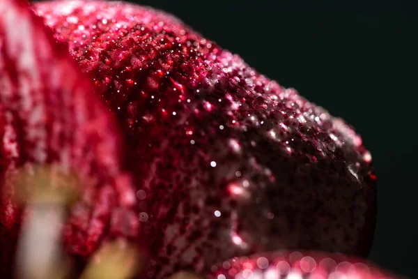 Vista de cerca de la flor de lirio rojo con gotas de agua aisladas en negro - foto de stock