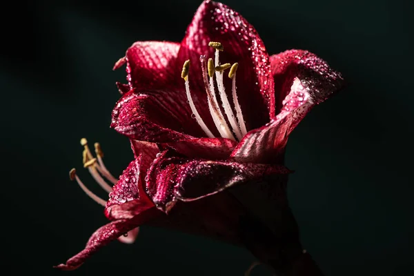 Flores de lirio rojo con gotas de agua aisladas en negro - foto de stock