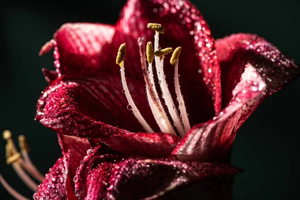 Vue rapprochée des fleurs de lis rouge avec des gouttes d'eau isolées sur noir — Photo de stock