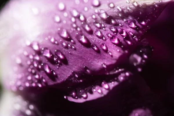 Vista de cerca del tulipán violeta con gotas de agua - foto de stock