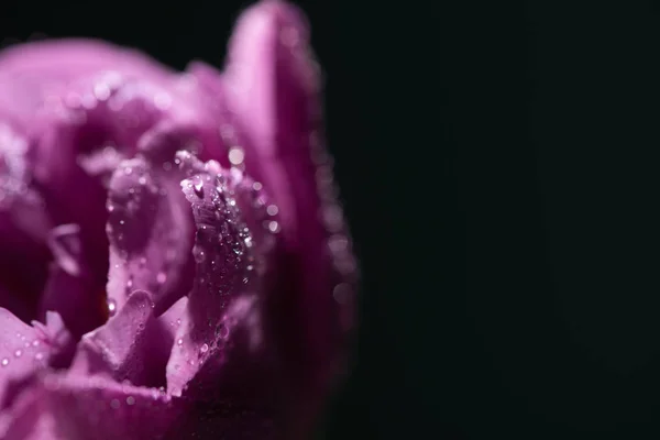 Vista de cerca del tulipán violeta con gotas de agua aisladas en negro - foto de stock