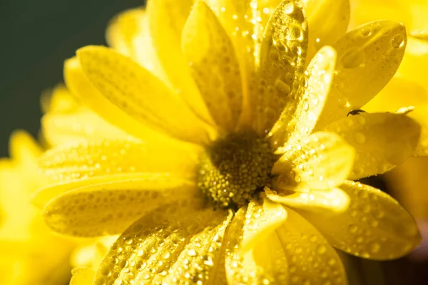 Vue rapprochée de la marguerite jaune avec des gouttes d'eau — Photo de stock