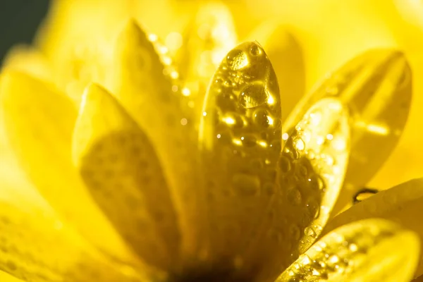 Vista de perto de pétalas de margarida amarelas com gotas de água — Fotografia de Stock