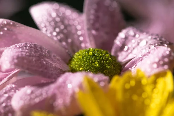 Vista de perto de margaridas amarelas e violetas com gotas de água — Fotografia de Stock