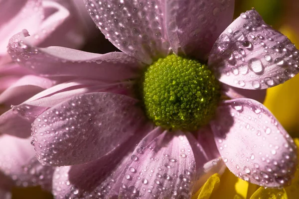 Vista de cerca de margarita violeta con gotas de agua sobre pétalos - foto de stock