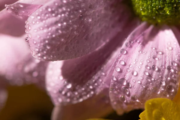 Vista de perto de margarida violeta com gotas de água em pétalas — Fotografia de Stock