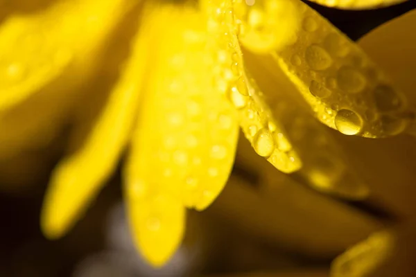 Vue rapprochée de la marguerite jaune avec des gouttes d'eau sur les pétales — Photo de stock