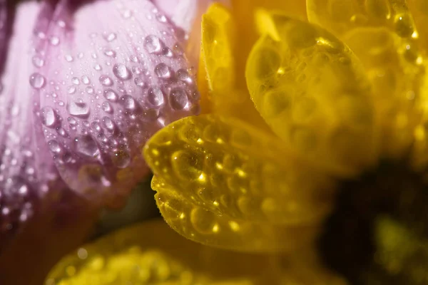 Nahaufnahme von gelben und violetten Gänseblümchen mit Wassertropfen — Stockfoto