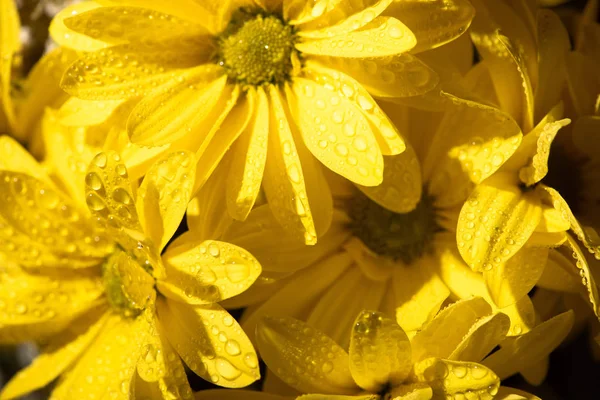 Margaridas amarelas frescas molhadas com gotas de água — Fotografia de Stock
