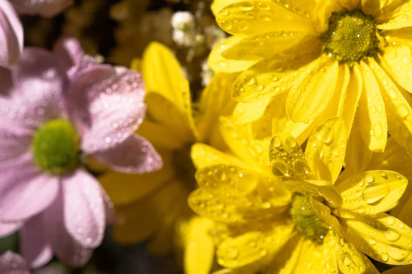 Vista de cerca de margaritas amarillas y violetas con gotas de agua - foto de stock