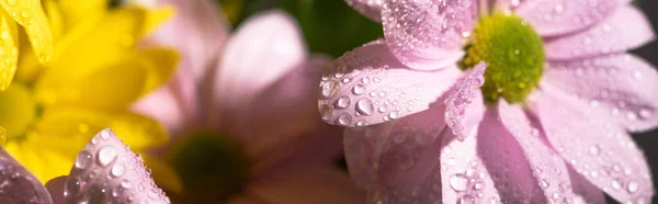 Vista de cerca de margaritas amarillas y violetas con gotas de agua, plano panorámico - foto de stock