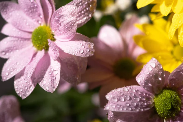 Close up view of yellow and violet daisies with water drops, panoramic shot — Stock Photo