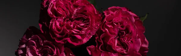 Bouquet of red roses with water drops on black background, panoramic shot — Stock Photo