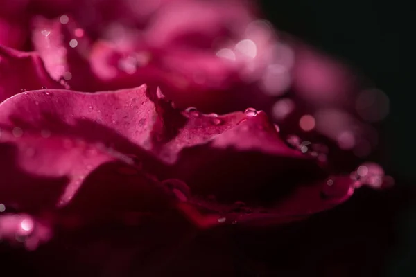 Nahaufnahme einer roten Rose mit Wassertropfen auf Blütenblättern — Stockfoto