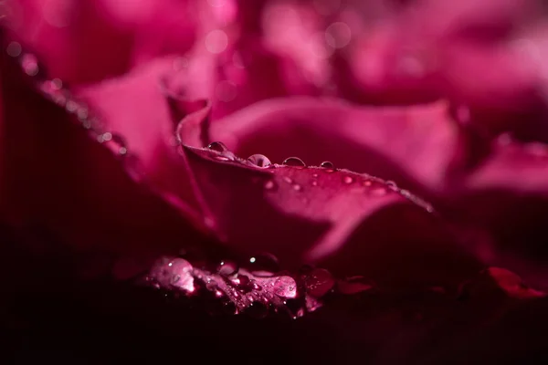 Nahaufnahme einer roten Rose mit Wassertropfen auf Blütenblättern — Stockfoto