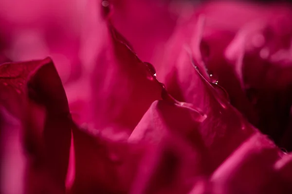 Close up view of red rose with water drops on petals — Stock Photo