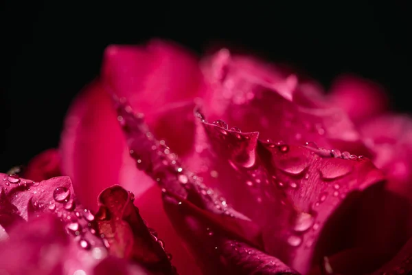 Vue rapprochée de la rose rouge avec des gouttes d'eau sur les pétales isolés sur noir — Photo de stock