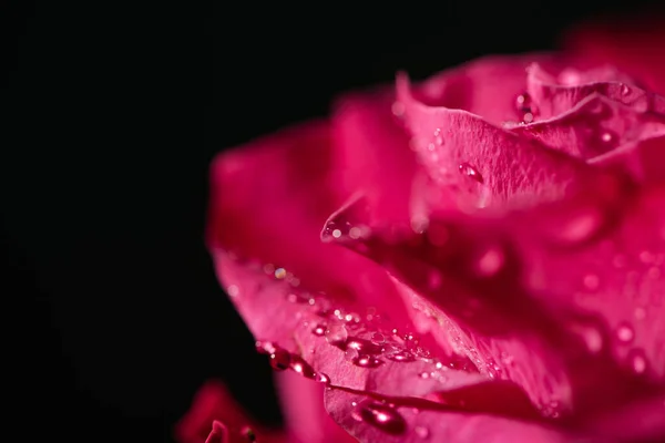 Vista de cerca de rosa roja con gotas de agua sobre pétalos aislados en negro - foto de stock