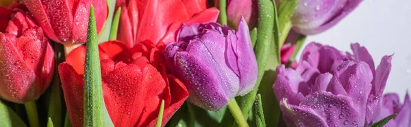 Bouquet of colorful spring tulips with water drops on white background, panoramic shot — Stock Photo