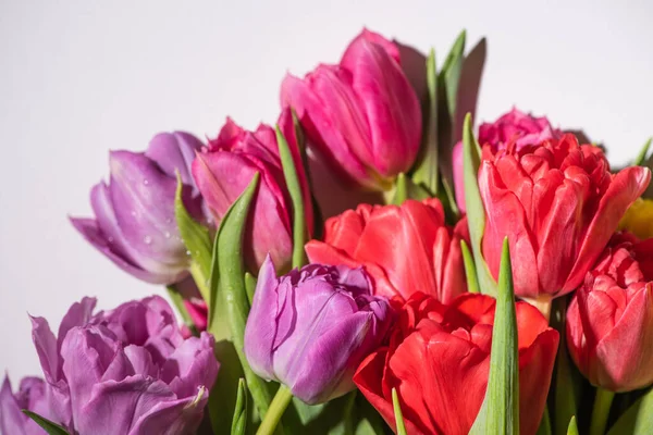 Strauß bunter Quelltulpen mit Wassertropfen auf weißem Hintergrund — Stockfoto