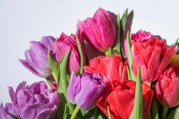 Buquê de tulipas coloridas primavera com gotas de água no fundo branco — Fotografia de Stock