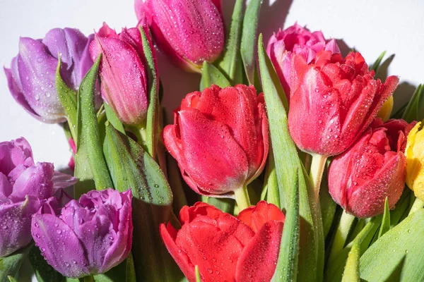 Букет барвистих весняних тюльпанів з краплями води на білому тлі — стокове фото