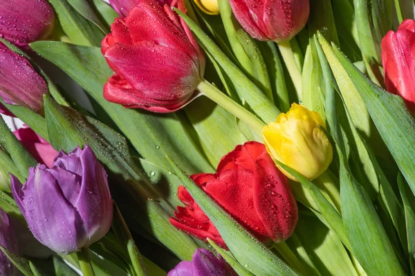 Ramo de coloridos tulipanes de primavera con gotas de agua - foto de stock