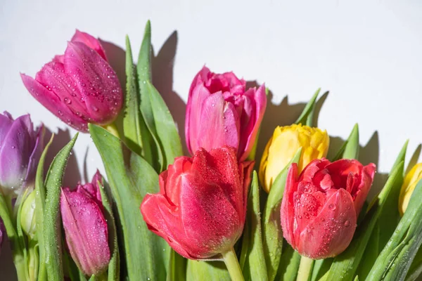 Buquê de tulipas coloridas primavera com gotas de água no fundo branco — Fotografia de Stock