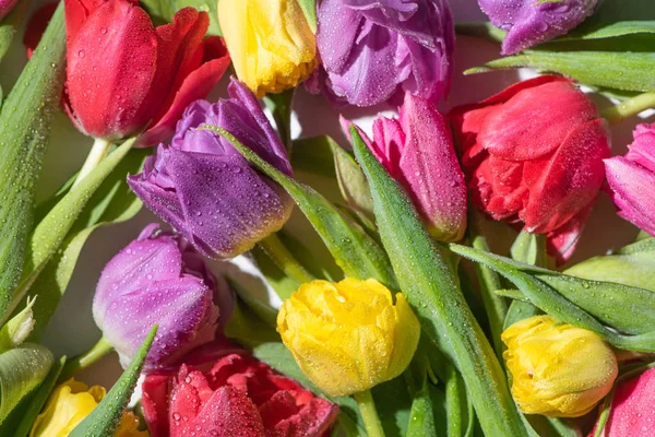 Vista superior de tulipas coloridas da mola com gotas de água — Fotografia de Stock