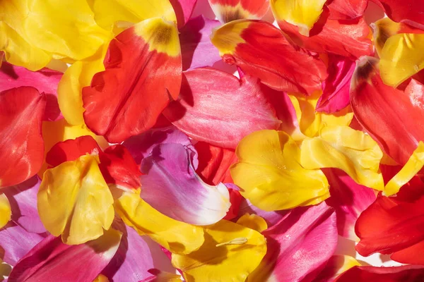 Vue de dessus des pétales de tulipes multicolores — Photo de stock