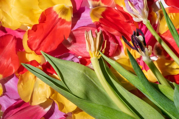 Vista superior de pétalas de tulipa multicoloridas espalhadas perto de caules — Fotografia de Stock