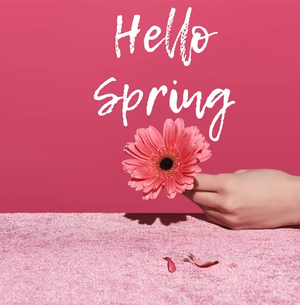 Ausgeschnittene Ansicht einer Frau mit Gerbera und Blütenblättern auf Velourtuch isoliert auf rosa, hallo Spring Illustration — Stockfoto