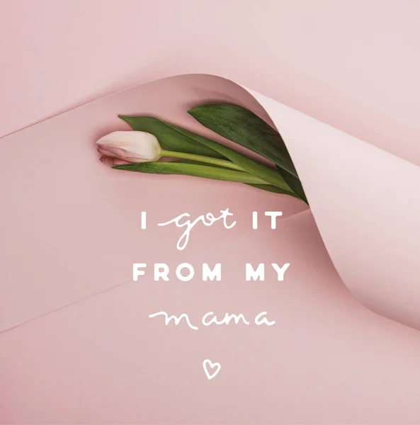 Top view of spring tulip wrapped in paper swirl on pink background, i got it from my mama illustration — Stock Photo