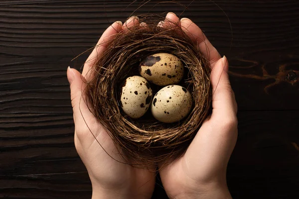 Partial view of woman holding quail eggs on dark wooden background — Stock Photo