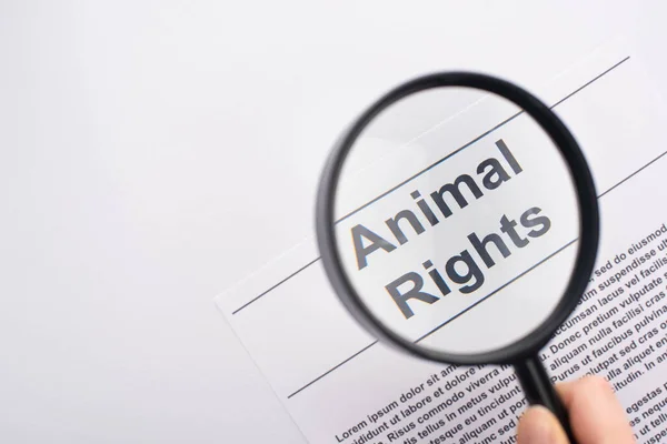 Vista superior de la lupa en la inscripción de derechos de los animales sobre fondo blanco - foto de stock