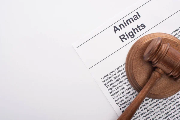 Vista superior del martillo del juez de animales sobre la inscripción de los derechos de los animales en la superficie blanca - foto de stock