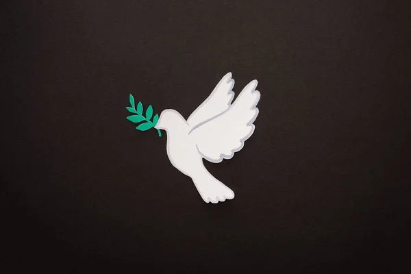Top view of white dove as symbol of peace on black background — Stock Photo