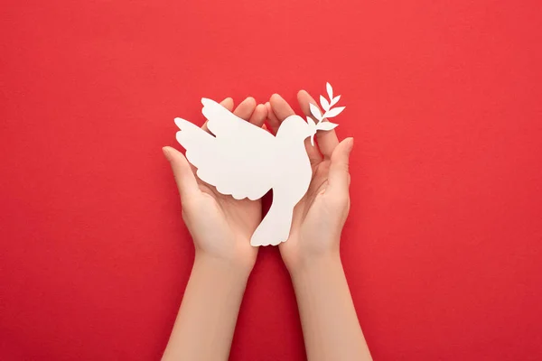 Cropped view of woman holding white dove as symbol of peace in hands on red background — Stock Photo