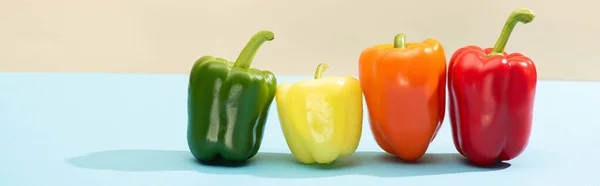 Pimientos coloridos frescos en la superficie azul aislado en beige, tiro panorámico - foto de stock