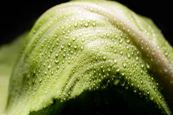 Закрытый вид на мокрый лист свежей капусты, изолированный на черном — стоковое фото