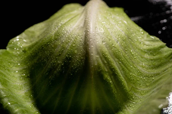 Close up view of wet green cabbage leaf on black — Stock Photo