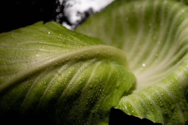 Vue rapprochée des feuilles humides de chou frais sur noir — Photo de stock