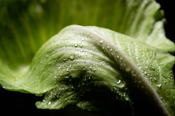 Close up vista de folha de repolho verde molhado — Fotografia de Stock