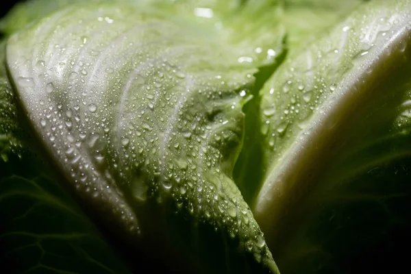 Close up view of wet green cabbage leaves — Stock Photo