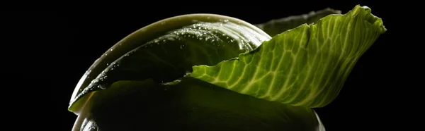Крупним планом вид на мокрий зелений капустяний лист ізольований на чорному, панорамний знімок — стокове фото