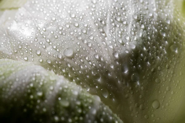 Close up view of wet green cabbage leaf — Stock Photo