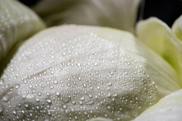 Vue rapprochée de la feuille de chou frais humide — Photo de stock